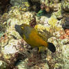 Picture taken during the dive
