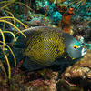 Picture taken during the dive