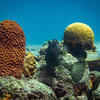 Picture taken during the dive
