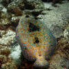 Picture taken during the dive