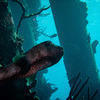 Picture taken during the dive