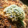 Picture taken during the dive