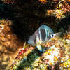Picture taken during the dive