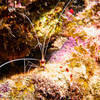 Picture taken during the dive