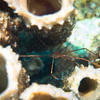 Picture taken during the dive