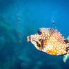 Picture taken during the dive