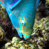Picture taken during the dive