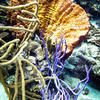 Picture taken during the dive