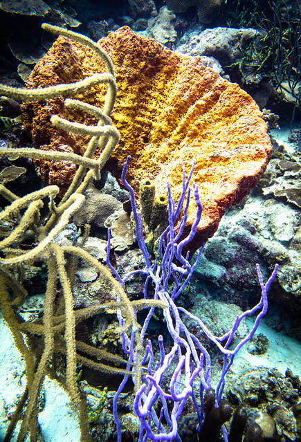 Dive Friends Bonaire - Dive Center