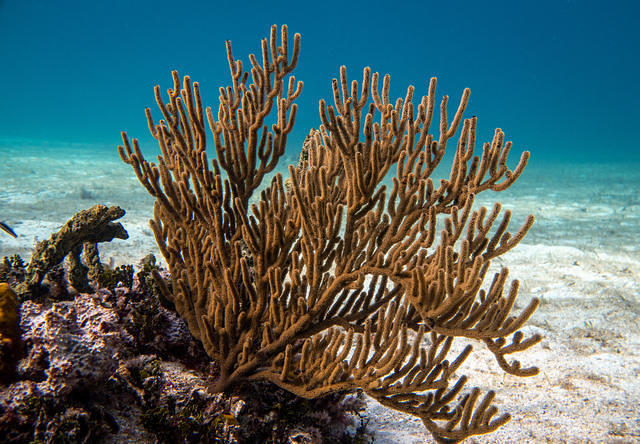 Diving in 巴哈马, Nassau, New Providence - By April Leonard