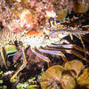 Picture taken during the dive