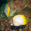 Picture taken during the dive