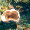 Picture taken during the dive