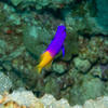 Picture taken during the dive