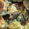 Picture taken during the dive