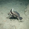 Picture taken during the dive