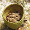 Picture taken during the dive