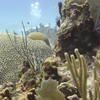 Picture taken during the dive