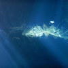 Picture taken during the dive
