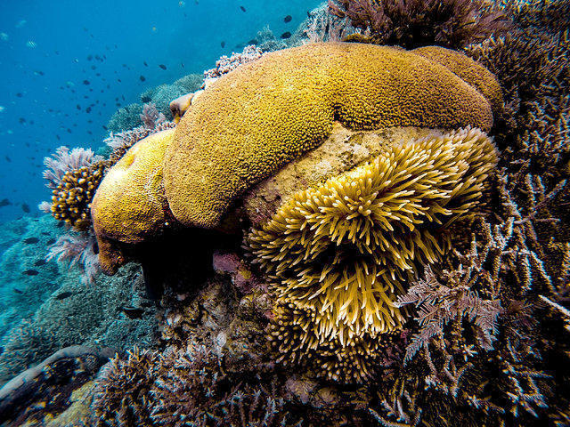Diving in Manado, Indonesia - By Caitlin