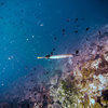 Picture taken during the dive