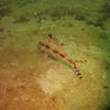 Picture taken during the dive