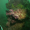 Picture taken during the dive