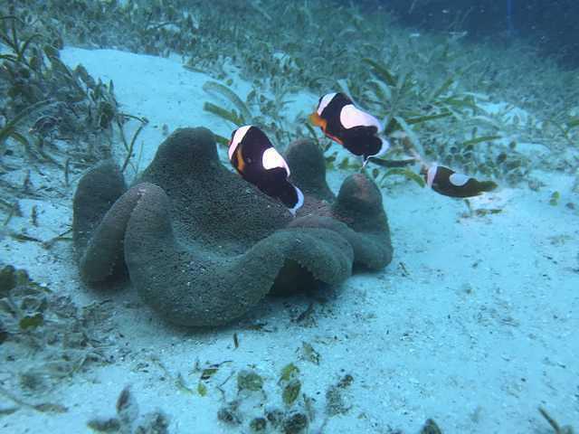 Bohol Mr. Divers - Dive Center in Philippines
