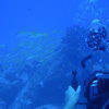 Picture taken during the dive