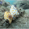 Picture taken during the dive