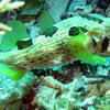 Picture taken during the dive