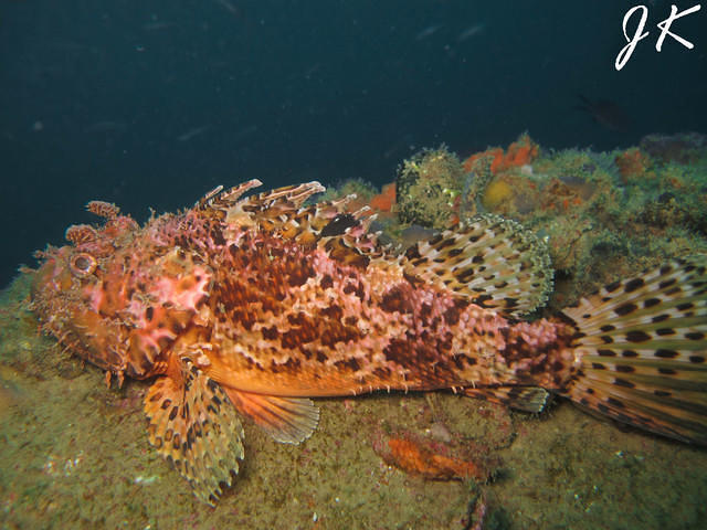 Rovinj Sub - Dive Center in Croatia