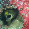 Picture taken during the dive