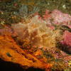 Picture taken during the dive