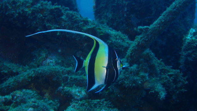 Diving in Japan, Okinawa Island - By François Metzler