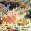 Picture taken during the dive