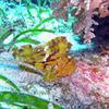 Picture taken during the dive