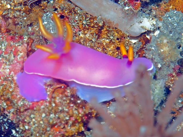 Plongee France Ikandive - Dive Center in Indonesia