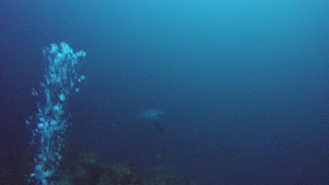 Evolution - Dive Center in Philippines