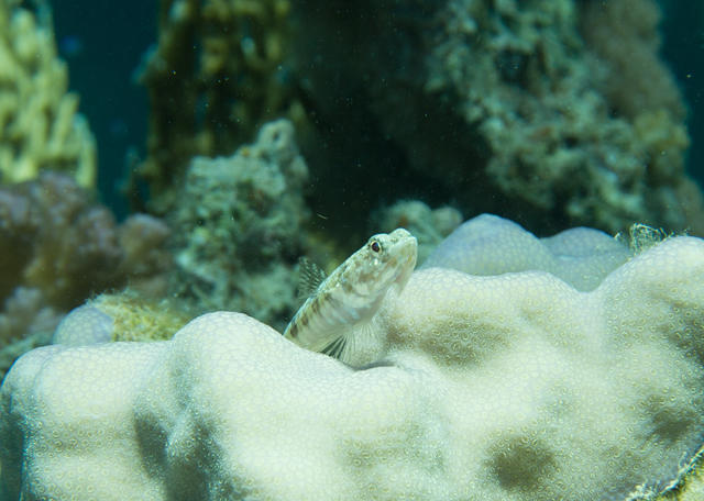 Duck's Dive Center - Dive Center in Egypt