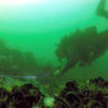 Picture taken during the dive