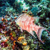 Picture taken during the dive