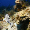 Picture taken during the dive