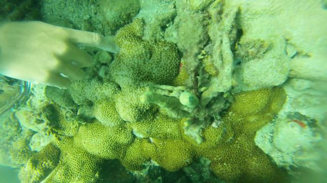 Master Dive - Dive Center in Brazil