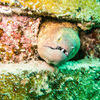 Picture taken during the dive
