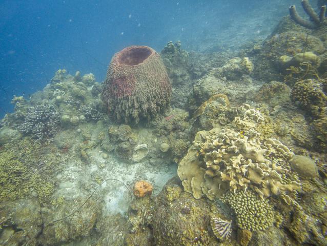 Caribbean Sea Sports - Dive Center