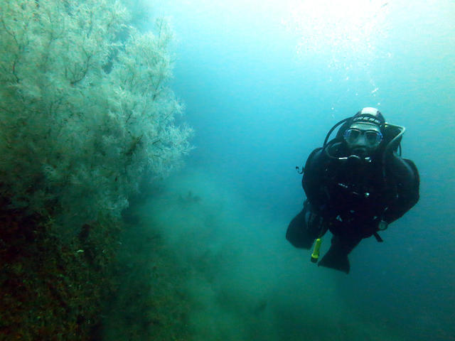 Descend Scubadiving - Dive Center in New Zealand
