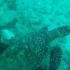 Picture taken during the dive