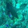 Picture taken during the dive