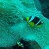 Picture taken during the dive